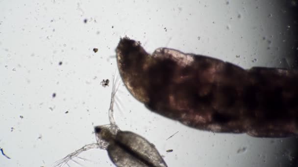 Une larve de moustique fourre le nez de Daphnies en gros plan — Video