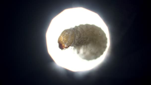 Uma grande larva Stegobium paniceum aparece à luz no microscópio . — Vídeo de Stock