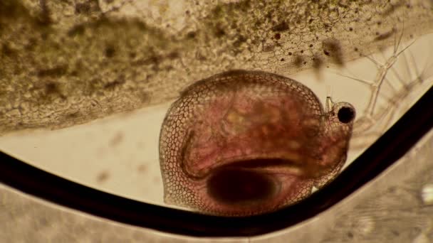 Daphnia korýš pohybuje nohama pod mikroskopem — Stock video