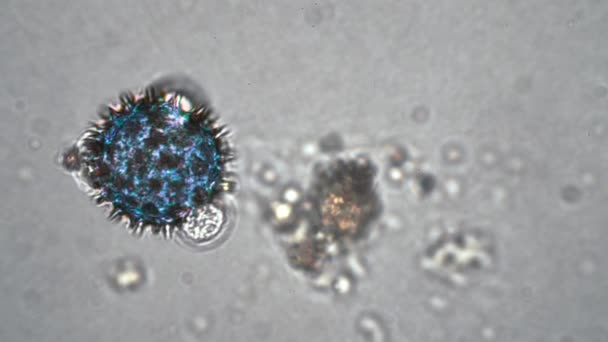 Célula azul redonda semelhante à ampliação do vírus coronavírus covid-19 em microscópio — Vídeo de Stock