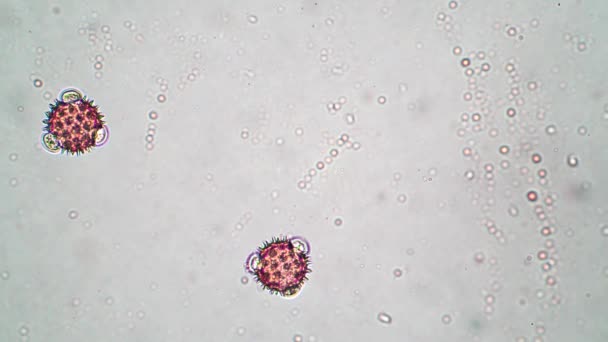 Twee cellen veulenvoet stuifmeelcellen lijkt covid-2019 virus onder de microscoop — Stockvideo