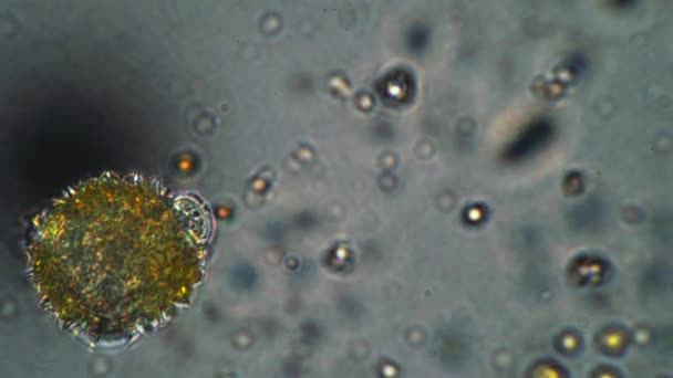 Allergische agens pollen cellen van de veulenvoet lijkt op de covid-2019 in de microscoop — Stockvideo