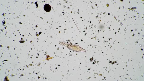 De rotifer beweegt in zoet water onder een microscoop — Stockvideo