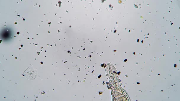 Mover un rotífero de cerca en agua dulce bajo un microscopio — Vídeos de Stock