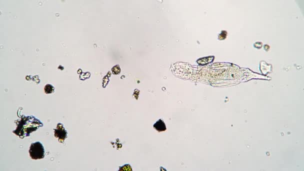 Microscopische dierrotifer in een druppel water uit een vijver onder een microscoop — Stockvideo