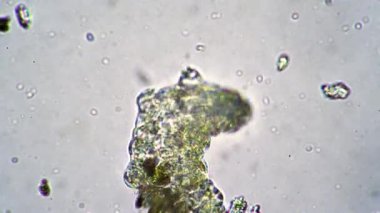 Büyük tardigrad patilerini hareket ettirir ve suda yüzer. Mikroskop altında.