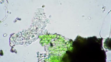 Yeşil büyük tardigrad komik sallanan bacaklar ve mikroskop altında yüzmeye çalışmak