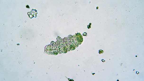 Groene beer animalcule beweegt zijn poten in een water close-up onder een microscoop — Stockvideo