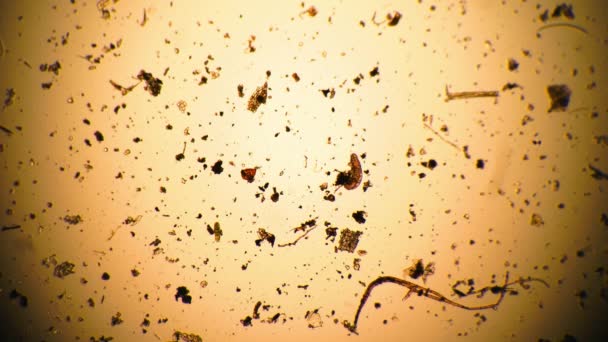 Pequeño tardígrado flotando en un microcosmos de agua bajo un microscopio — Vídeos de Stock