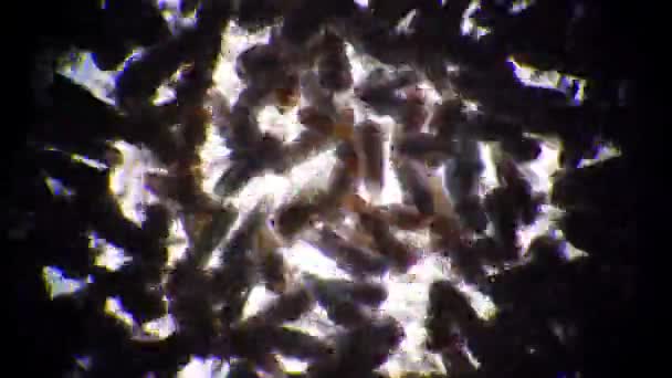 La colonie bondée d'artemia salina nauplius se déplace rapidement et battant des ailes 