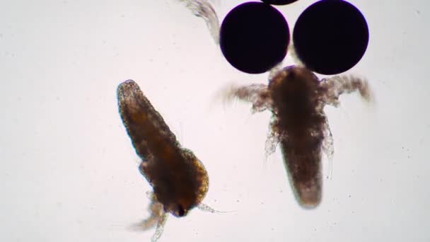 Zwei kleine Larven von Artemia salina bewegen sich unter dem Mikroskop in der Nähe von Eiern — Stockvideo