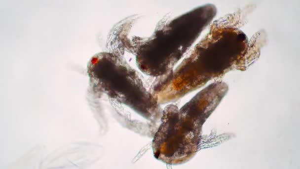 Група з чотирьох дрібних личинок саліни артемії, що рухаються під мікроскопом — стокове відео
