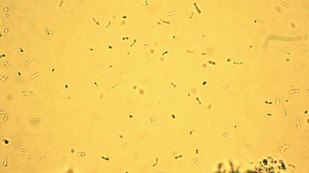 Grupo de bactérias pouco ácido láctico estão se movendo lentamente sob o microscópio — Vídeo de Stock
