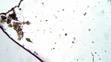 Yeşil Euglena, Tayland bataklığından alınan suda mikroskop altında hareket ediyor.