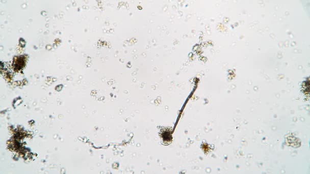 Een van de twee protozoa 's drijft weg en de ander probeert de teler op te eten. — Stockvideo