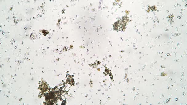 Bakteri ve ciliate Colpoda, Tayland bataklığından mikroskop altında su içinde yol alıyor. — Stok video