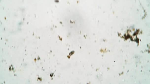 Brown infusoria oval Coleps está tentando comer o amarelo redondo sob o microscópio — Vídeo de Stock