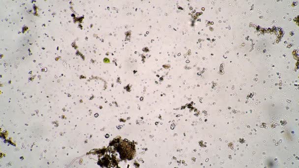 Der grüne Mastigophor schwimmt in seinem Lebensumfeld unter dem Mikroskop — Stockvideo