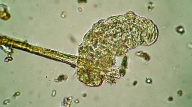 Tardigrad çubuğun üzerinde yürüyor ve güçlükle koparmaya çalışıyor.