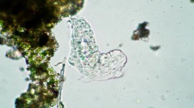 Tardigrad, büyütmek için yeşil alg kolonisinin yakınında yürüyor.