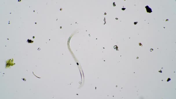 El gusano transparente se mueve y se mueve hacia abajo en la ampliación del microscopio — Vídeo de stock