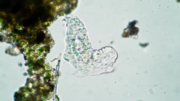 Het tardigrade loopt in de buurt van de kolonie groene algen in vergroting — Stockvideo