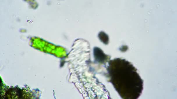 Маленький поросенок мха ползает по палочке возле ярко-зеленых водорослей — стоковое видео
