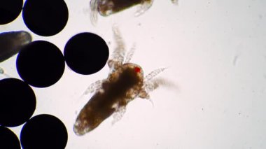 Küçük artemia salina nauplius kanatlarını çırpıyor ve mikroskop altında hareket ediyor.