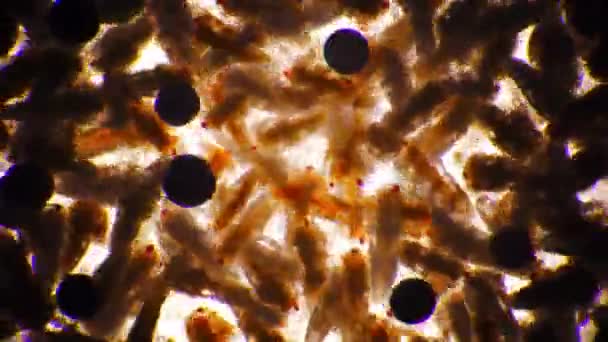 Grupo de artemia salina nauplius están enjambre y aleteo alas bajo el microscopio — Vídeo de stock