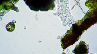 Büyük yeşil su ayısı mikroskop altında çok hızlı koşar.