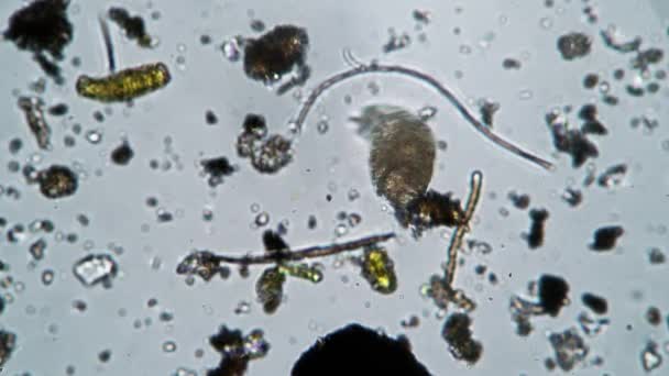 Een grote rotifer kruipt van dichtbij uit het frame van de microscoop — Stockvideo