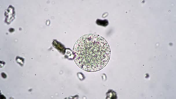 Animal protozoario multicelular redondo bajo un microscopio — Vídeos de Stock