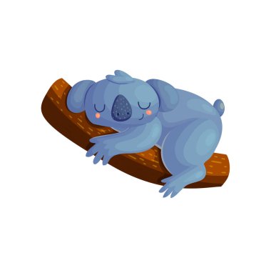 Şirin koala ağaçta uyuyor.