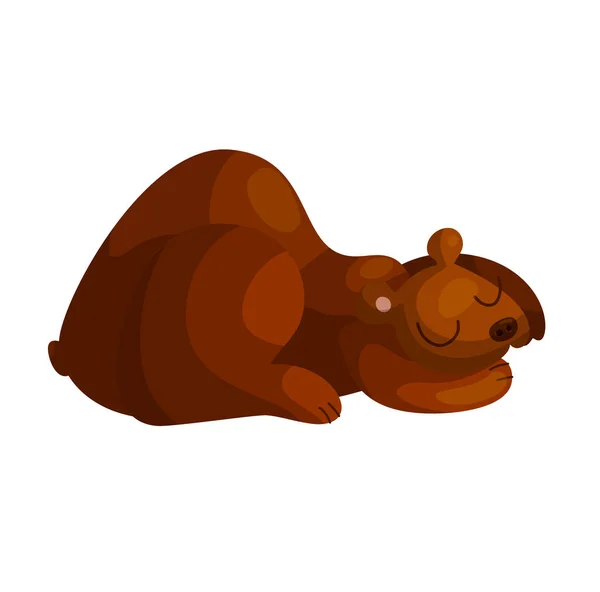 Cute sleeping bear — Stock Vector