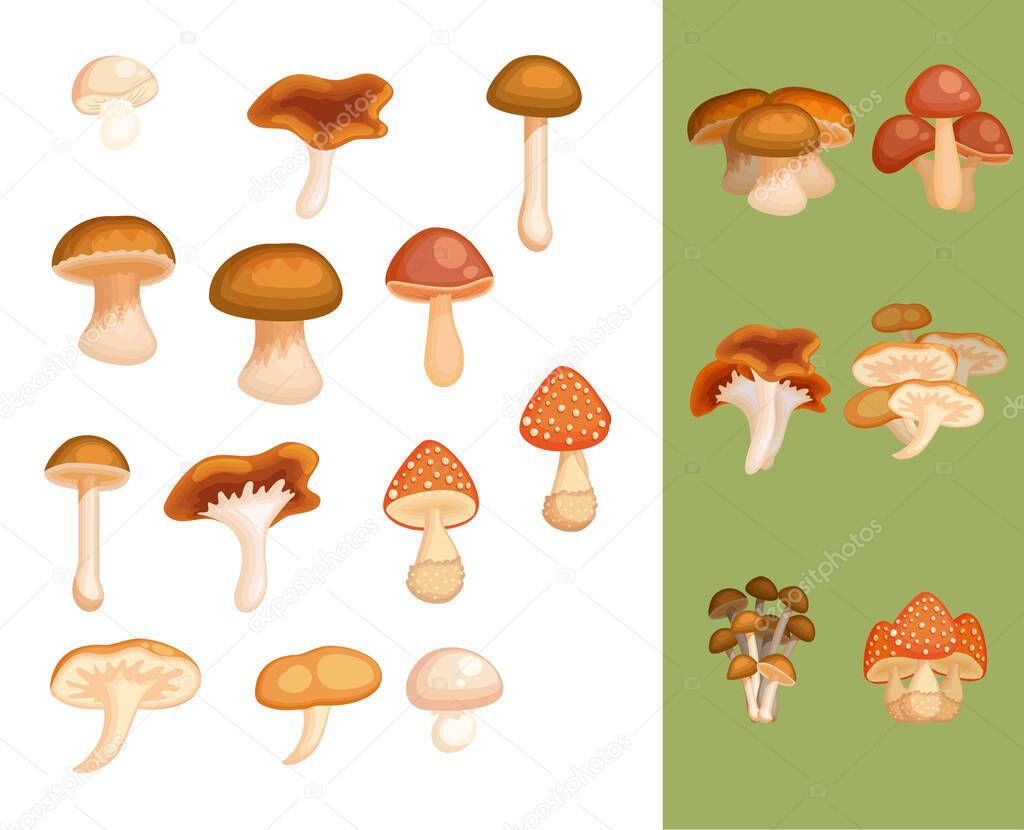 Mushroom big collection