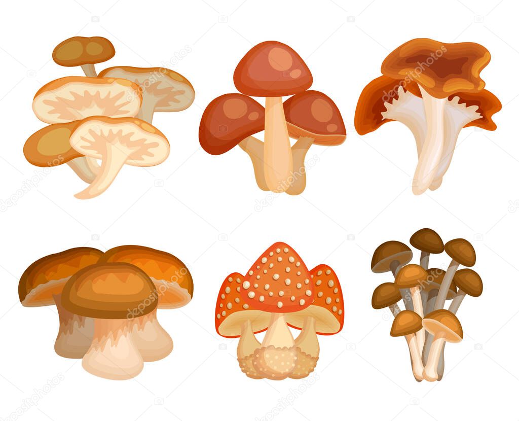 Cartoon mushroom set