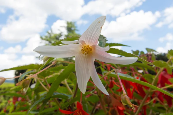 Grande fleur blanche et quelques fleurs rouges — Photo