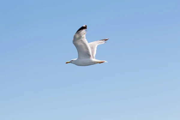 Gabbiano che vola nel cielo — Foto Stock