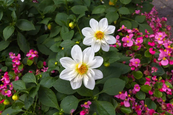 Deux grandes fleurs blanches et quelques fleurs roses — Photo