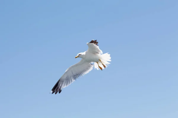 Gaivota branca voando no céu azul — Fotografia de Stock