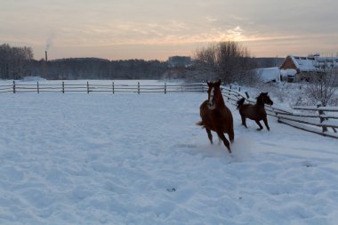 Gün batımında çiftliğinde atlar