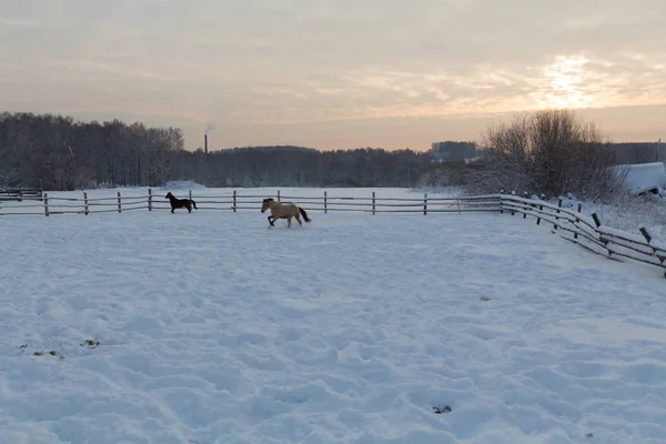 Лошади на ферме на закате — стоковое фото