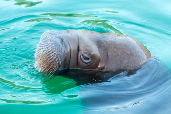 青い水の中で泳いでいる大きなセイウチ — ストック写真