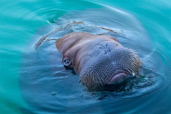 青い水の中で泳いでいる大きなセイウチ — ストック写真