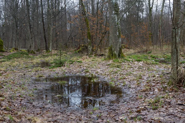 Tropfen in der Pfütze im Wald — Stockfoto