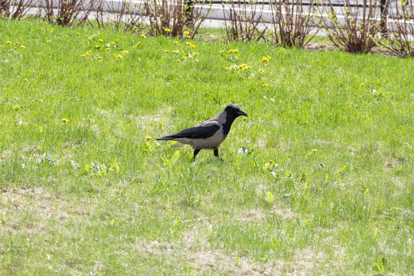 Yeşil çim üzerinde bir parkta bir karga — Stok fotoğraf