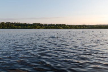 Mavi göl günbatımı üzerinde sekiz Beyaz Kuğu 