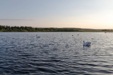 Beş beyaz kuğular gölde bir günbatımı üzerinde
