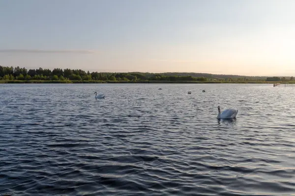 Cinco cisnes blancos en un lago al atardecer — Foto de Stock