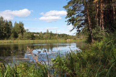 Ördekler orman gölet 
